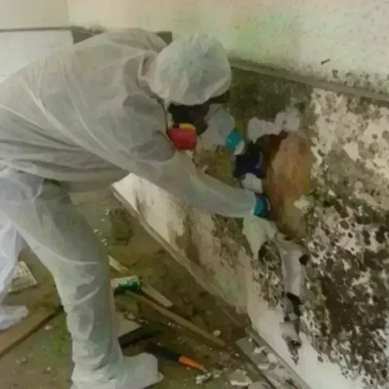 Mold Remediation and Removal in Haverhill, FL